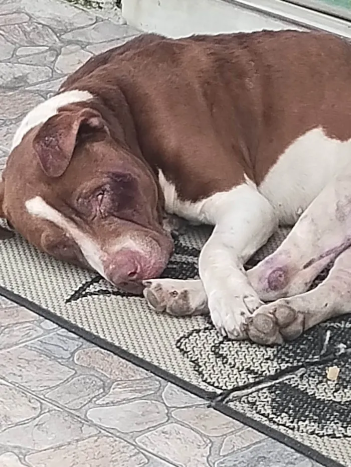 Cachorro ra a Poodle idade 1 ano nome Floquinho 