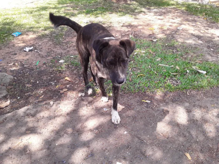 Cachorro ra a Srd- Vira Lata idade 1 ano nome Sem Nome Macho