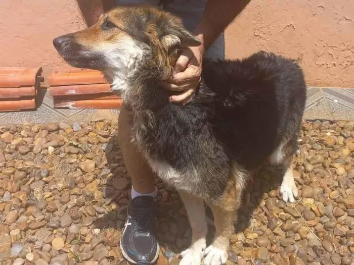 Cachorro ra a Pastor Alemão idade 4 anos nome Estella