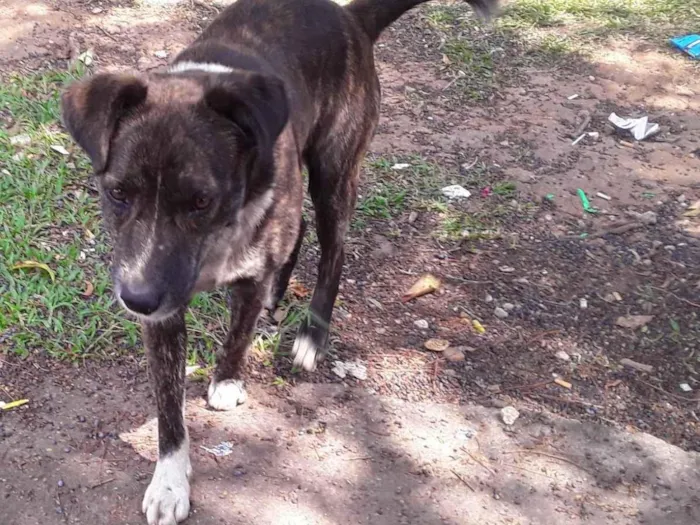 Cachorro ra a Srd- Vira Lata idade 1 ano nome Sem Nome Macho