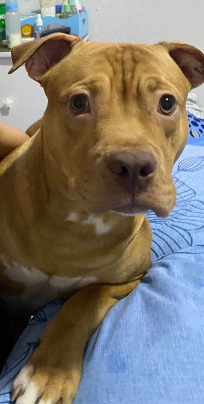 Cachorro ra a Pitbull  idade 7 a 11 meses nome Spike