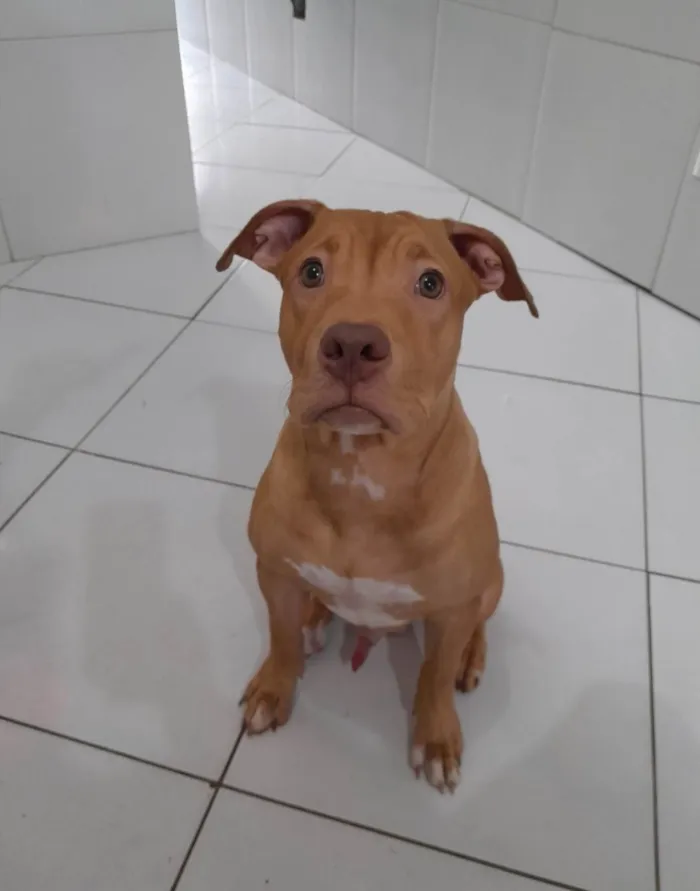 Cachorro ra a Pitbull  idade 7 a 11 meses nome Spike