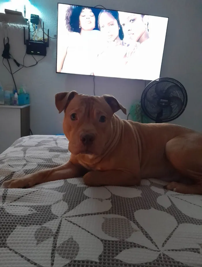 Cachorro ra a Pitbull  idade 7 a 11 meses nome Spike