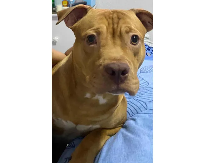 Cachorro ra a Pitbull  idade 7 a 11 meses nome Spike