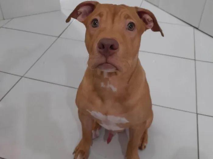 Cachorro ra a Pitbull  idade 7 a 11 meses nome Spike
