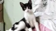 Rabinho bb7meses lindo e bonzinho