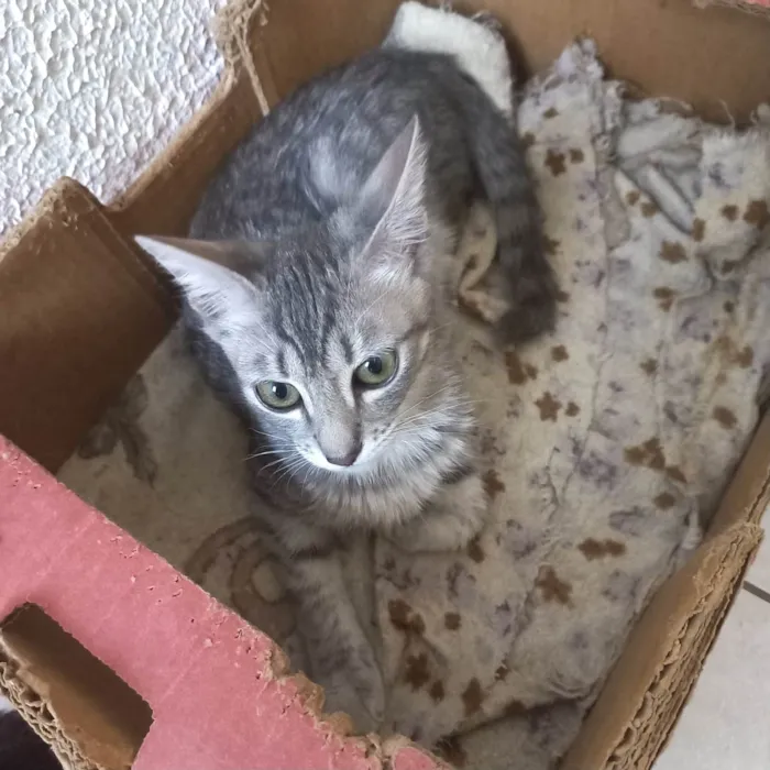 Gato ra a SRD-ViraLata idade 2 a 6 meses nome Nikki bb3meses Linda 