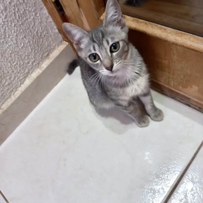 Gato ra a SRD-ViraLata idade 2 a 6 meses nome Nikki bb3meses Linda 