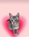 Nikki bb3meses Linda