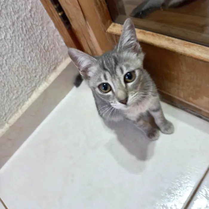 Gato ra a SRD-ViraLata idade 2 a 6 meses nome Nikki bb3meses Linda 