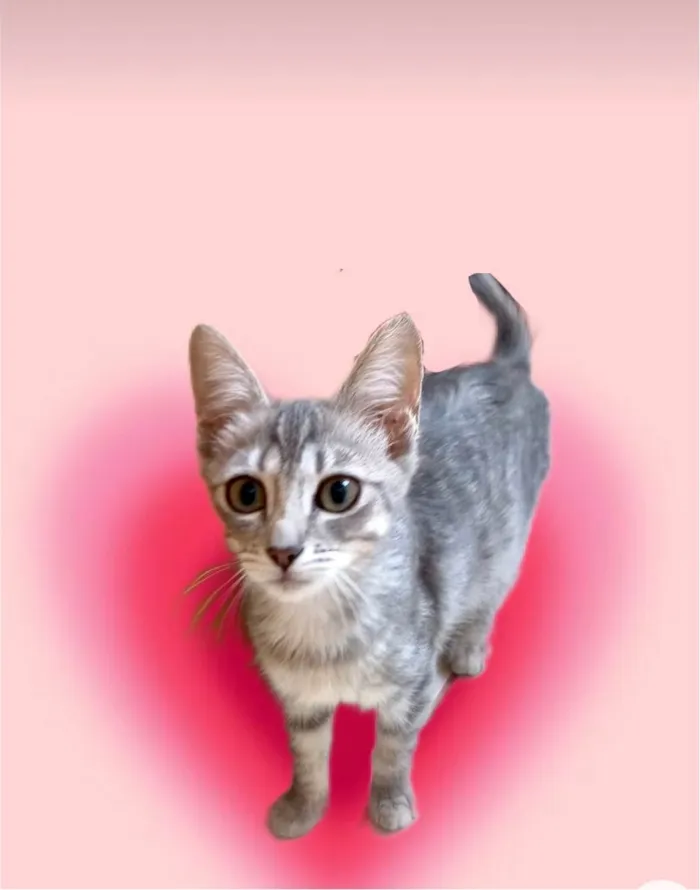 Gato ra a SRD-ViraLata idade 2 a 6 meses nome Nikki bb3meses Linda 