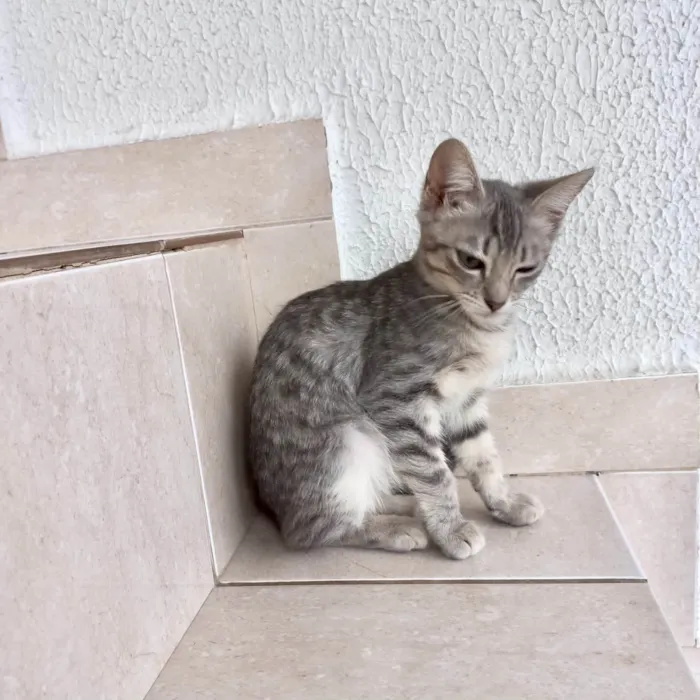 Gato ra a SRD-ViraLata idade 2 a 6 meses nome Nikki bb3meses Linda 