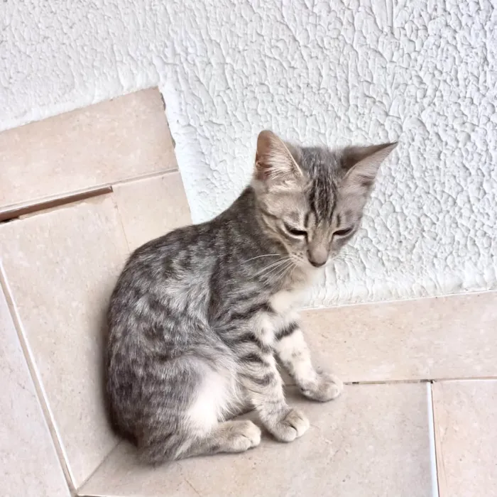 Gato ra a SRD-ViraLata idade 2 a 6 meses nome Nikki bb3meses Linda 