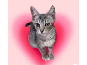 Gato raça SRD-ViraLata idade 2 a 6 meses nome Nikki bb3meses Linda 