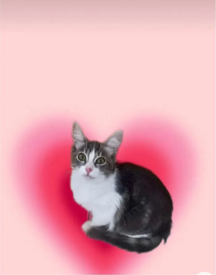 Gato ra a SRD-ViraLata idade 2 a 6 meses nome Amélie bb3meses Linda 