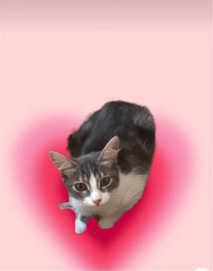 Gato ra a SRD-ViraLata idade 2 a 6 meses nome Amélie bb3meses Linda 