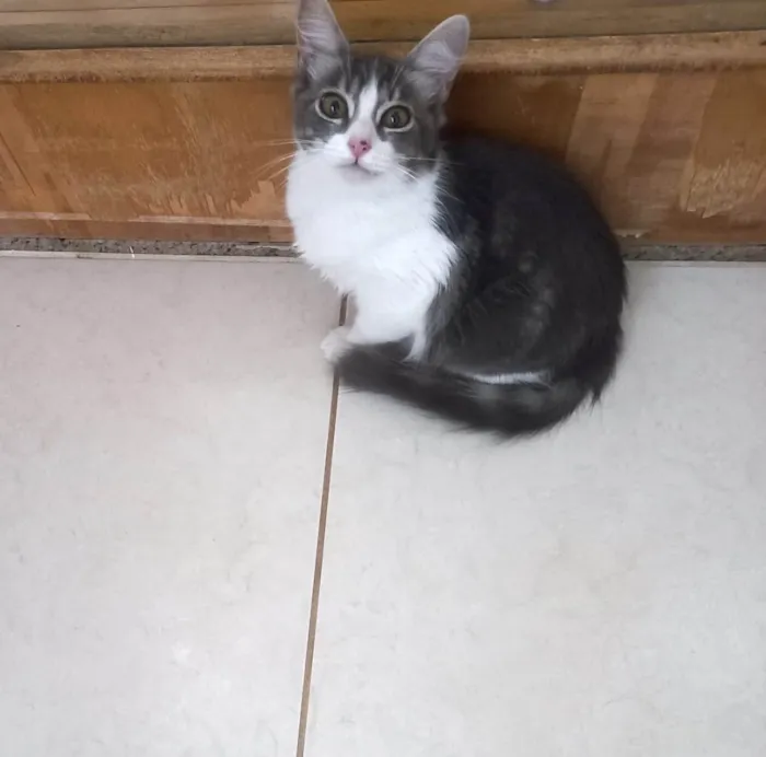 Gato ra a SRD-ViraLata idade 2 a 6 meses nome Amélie bb3meses Linda 