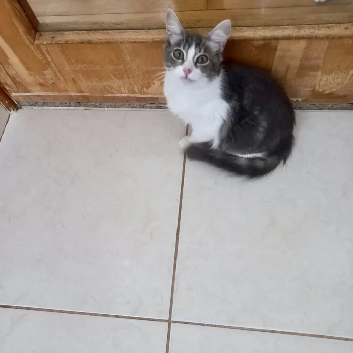 Gato ra a SRD-ViraLata idade 2 a 6 meses nome Amélie bb3meses Linda 