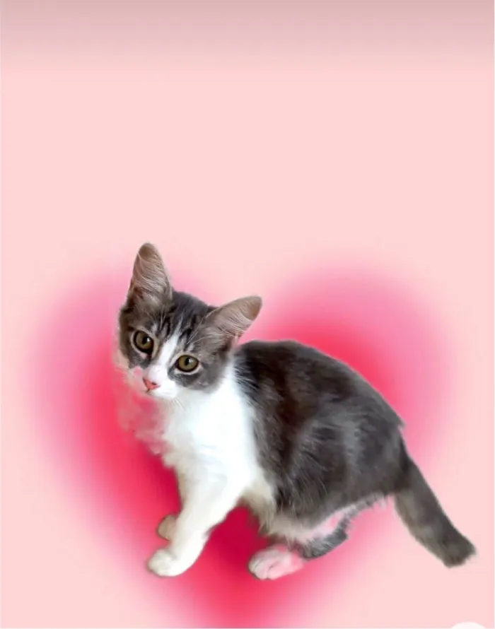Gato ra a SRD-ViraLata idade 2 a 6 meses nome Amélie bb3meses Linda 