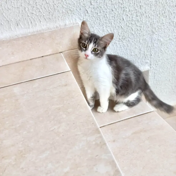 Gato ra a SRD-ViraLata idade 2 a 6 meses nome Amélie bb3meses Linda 