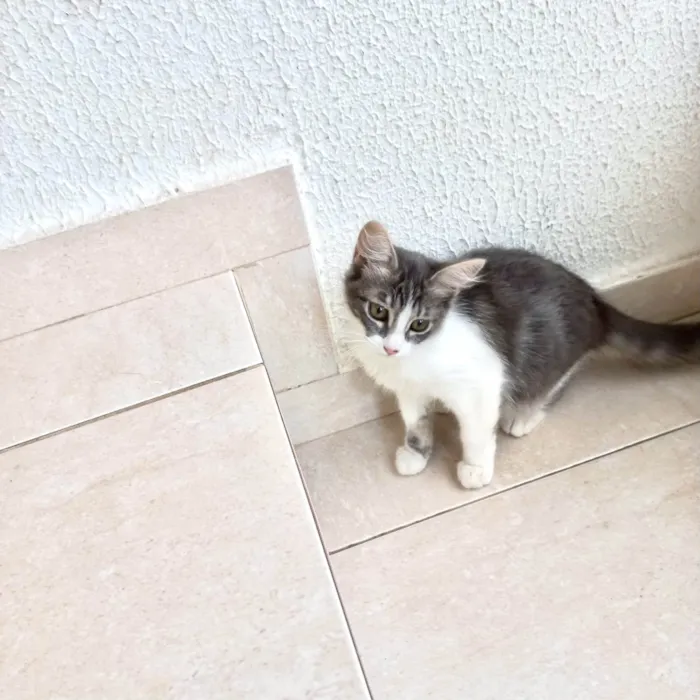 Gato ra a SRD-ViraLata idade 2 a 6 meses nome Amélie bb3meses Linda 