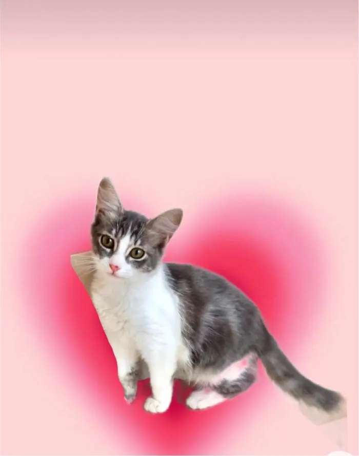 Gato ra a SRD-ViraLata idade 2 a 6 meses nome Amélie bb3meses Linda 