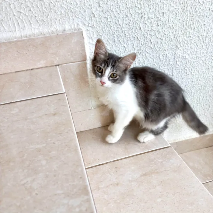 Gato ra a SRD-ViraLata idade 2 a 6 meses nome Amélie bb3meses Linda 