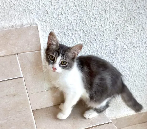 Gato ra a SRD-ViraLata idade 2 a 6 meses nome Amélie bb3meses Linda 