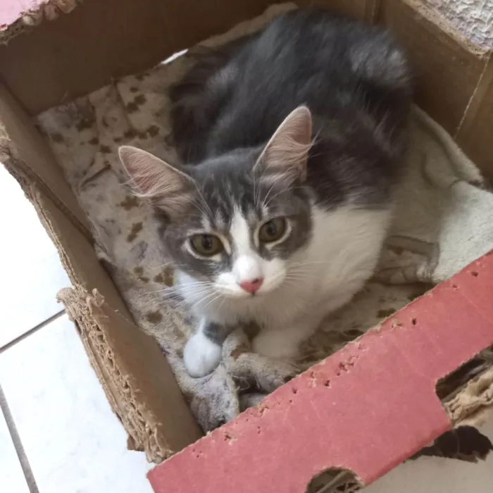 Gato ra a SRD-ViraLata idade 2 a 6 meses nome Amélie bb3meses Linda 