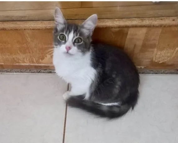 Gato ra a SRD-ViraLata idade 2 a 6 meses nome Amélie bb3meses Linda 