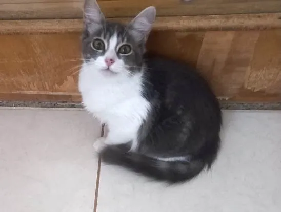 Gato ra a SRD-ViraLata idade 2 a 6 meses nome Amélie bb3meses Linda 
