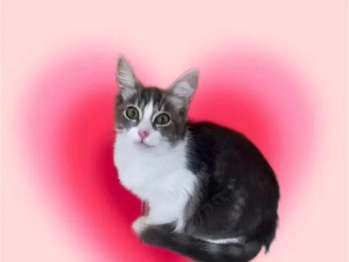 Gato ra a SRD-ViraLata idade 2 a 6 meses nome Amélie bb3meses Linda 