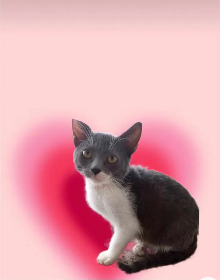 Gato ra a SRD-ViraLata idade 2 a 6 meses nome Jimmy bb3meses maravilhoso e um amor 