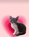 Jimmy bb3meses maravilhoso e um amor