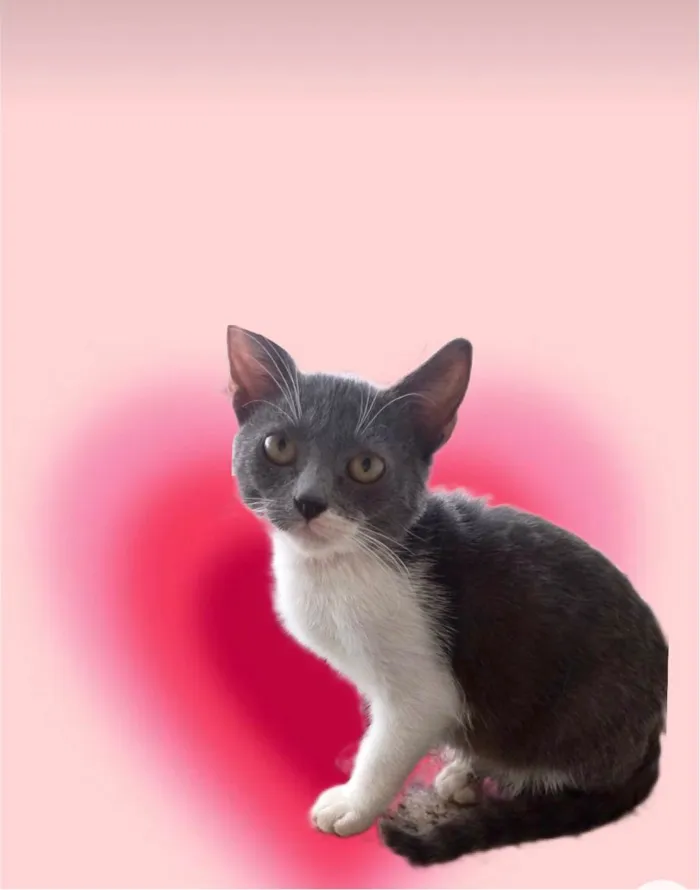 Gato ra a SRD-ViraLata idade 2 a 6 meses nome Jimmy bb3meses maravilhoso e um amor 