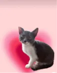 Jimmy bb3meses maravilhoso e um amor