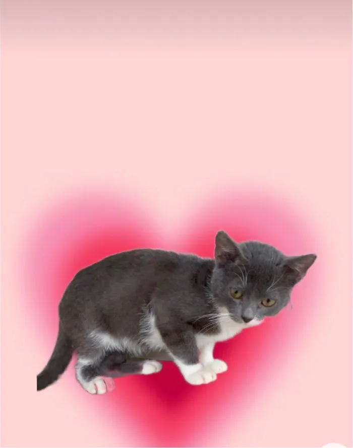 Gato ra a SRD-ViraLata idade 2 a 6 meses nome Jimmy bb3meses maravilhoso e um amor 