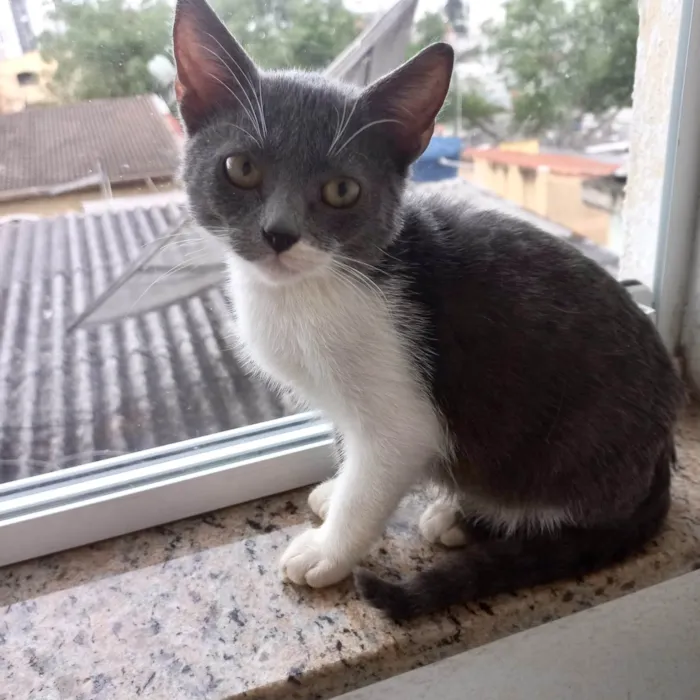 Gato ra a SRD-ViraLata idade 2 a 6 meses nome Jimmy bb3meses maravilhoso e um amor 