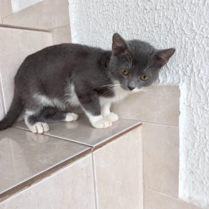 Gato ra a SRD-ViraLata idade 2 a 6 meses nome Jimmy bb3meses maravilhoso e um amor 