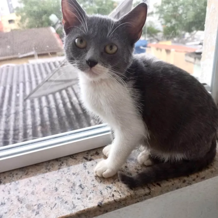 Gato ra a SRD-ViraLata idade 2 a 6 meses nome Jimmy bb3meses maravilhoso e um amor 
