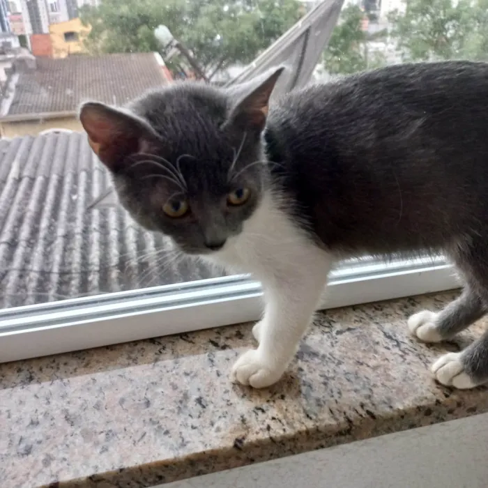 Gato ra a SRD-ViraLata idade 2 a 6 meses nome Jimmy bb3meses maravilhoso e um amor 