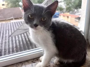 Gato raça SRD-ViraLata idade 2 a 6 meses nome Jimmy bb3meses maravilhoso e um amor 
