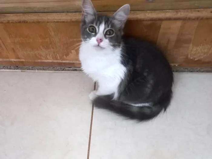 Gato ra a SRD-ViraLata idade 2 a 6 meses nome Amélie bb3meses Linda 