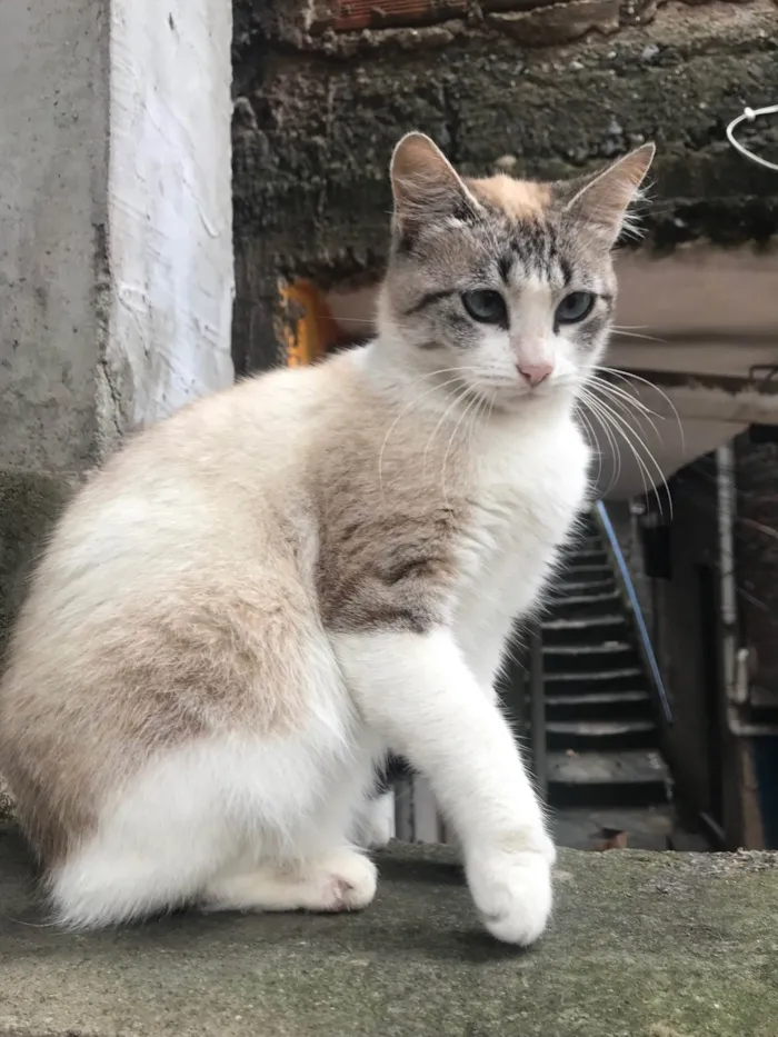 Gato ra a SRD-ViraLata idade 2 anos nome Mami 