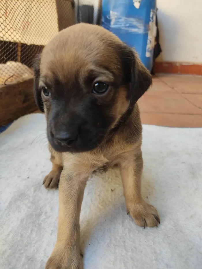 Cachorro ra a SRD idade 2 a 6 meses nome Sem nome ainda 