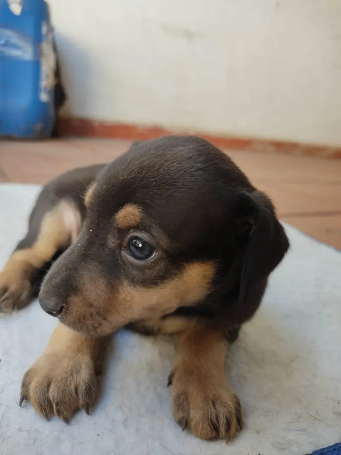 Cachorro ra a SRD idade 2 a 6 meses nome Sem nome ainda 