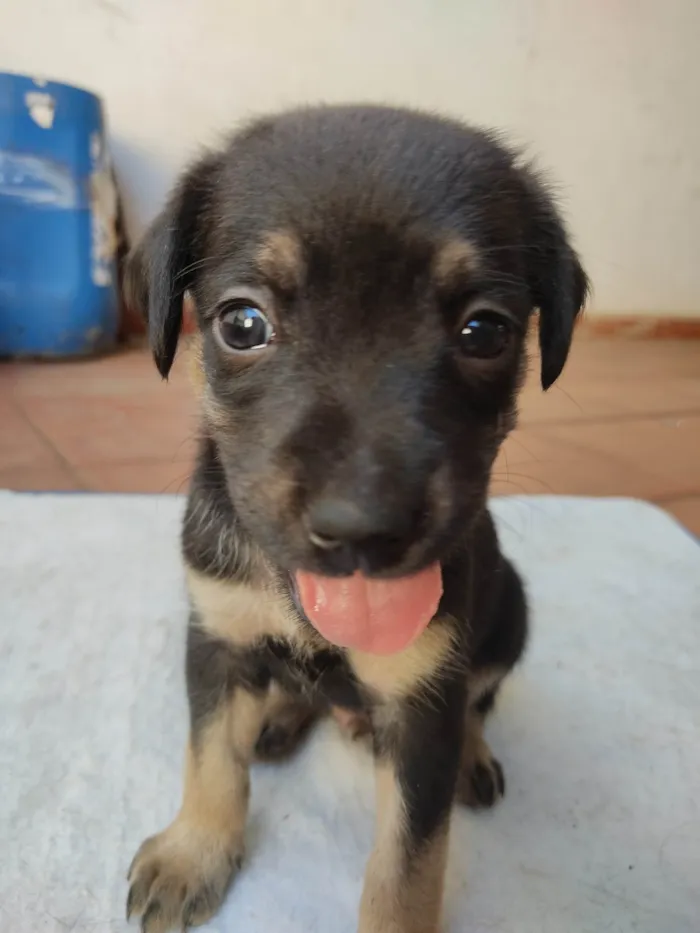 Cachorro ra a SRD idade 2 a 6 meses nome Sem nome ainda 