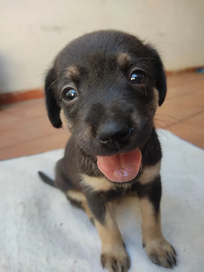 Cachorro ra a SRD idade 2 a 6 meses nome Sem nome ainda 