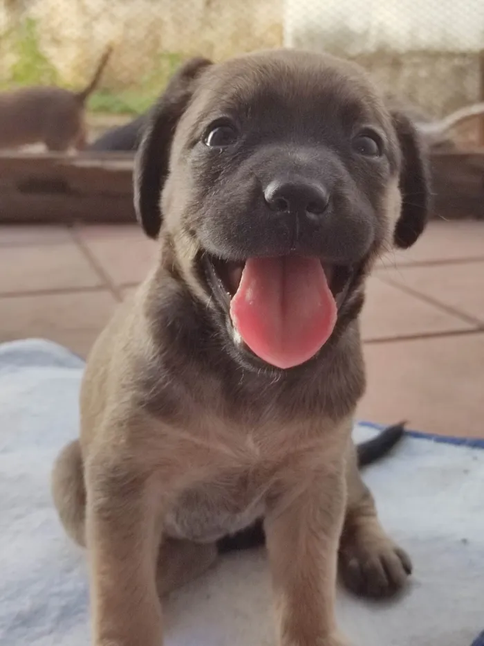 Cachorro ra a SRD idade 2 a 6 meses nome Sem nome ainda 