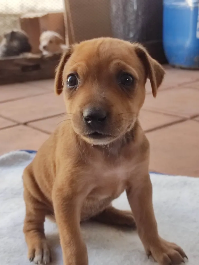 Cachorro ra a SRD idade 2 a 6 meses nome Sem nome ainda 